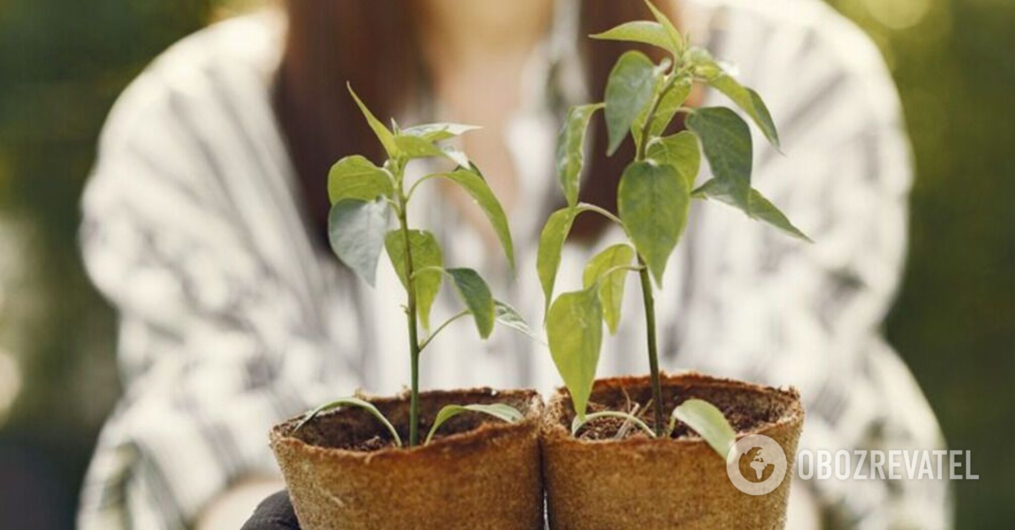 How to save seedlings: universal fertilization that everyone can do