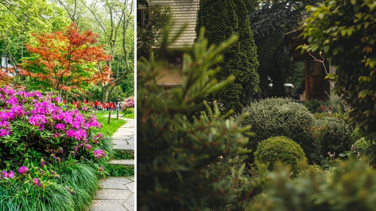 What perennial shrubs to choose for the garden: guests will be delighted