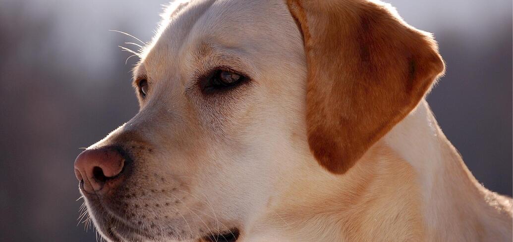 Biolodzy zbadali próbki pobrane od ponad 100 psów