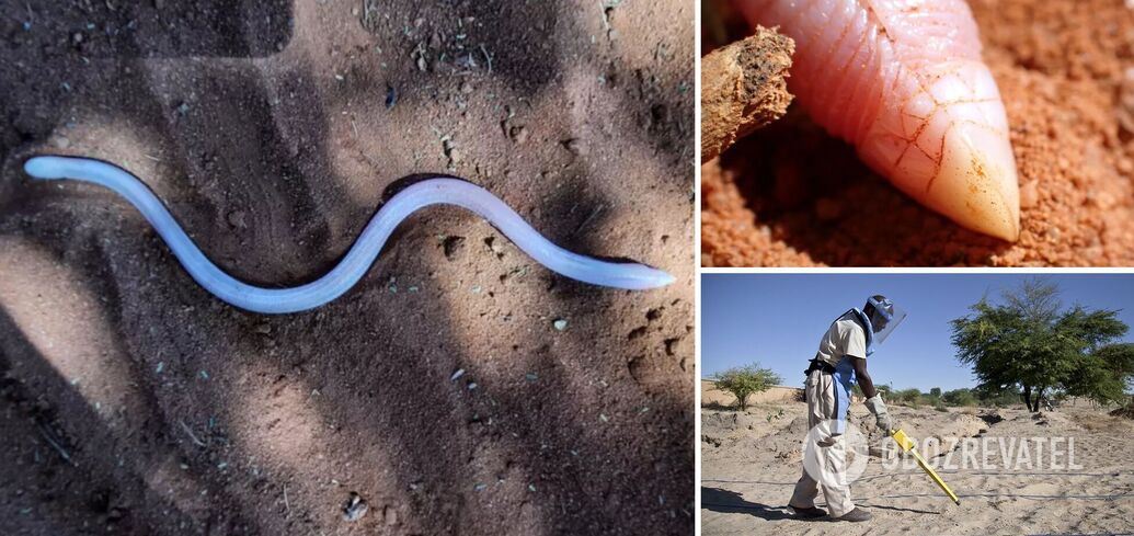 Somalijska amfisbaena ostrousta sfotografowana