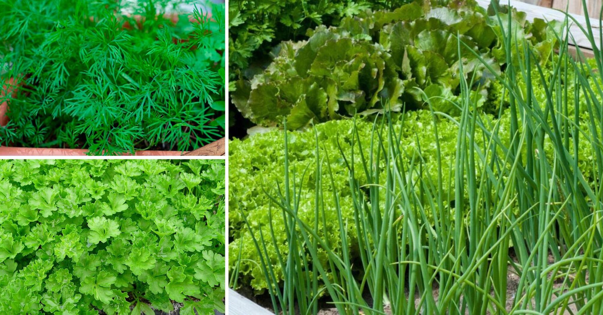 Greenery on the balcony