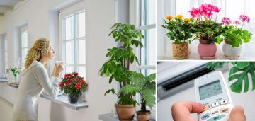 The ideal temperature for most indoor plants has been named