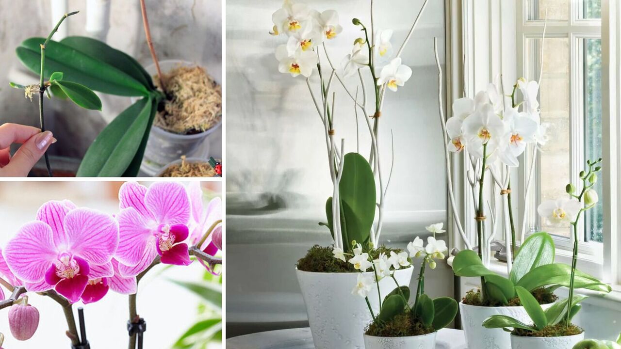 How to make any orchid bloom: 2 effective ways