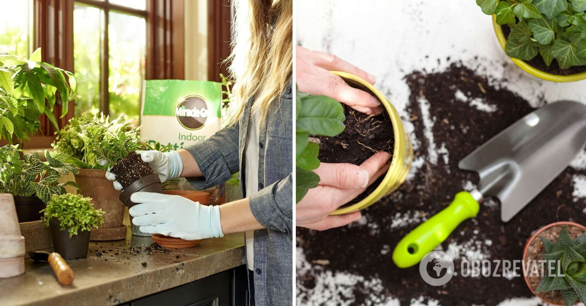 When you should not repot indoor flowers and how to do it properly