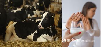 Scientists figured out why some people can not consume milk: it is not about lactose