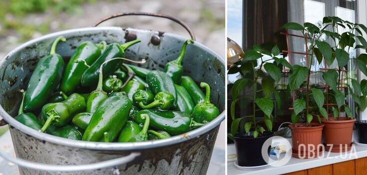 How to grow exotic jalapeño peppers at home: tips