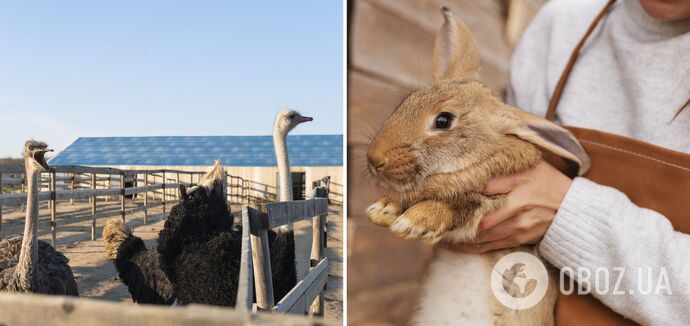 Ostriches, donkeys, and bears: a trip to unusual farms in Ukraine that work in winter