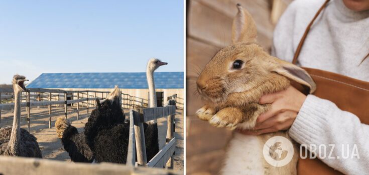 Ostriches, donkeys, and bears: a trip to unusual farms in Ukraine that work in winter