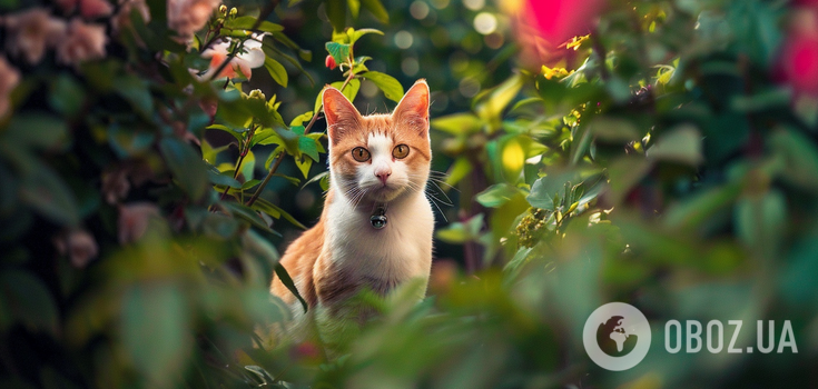 Find all the cats in the garden: a challenging puzzle for the most attentive