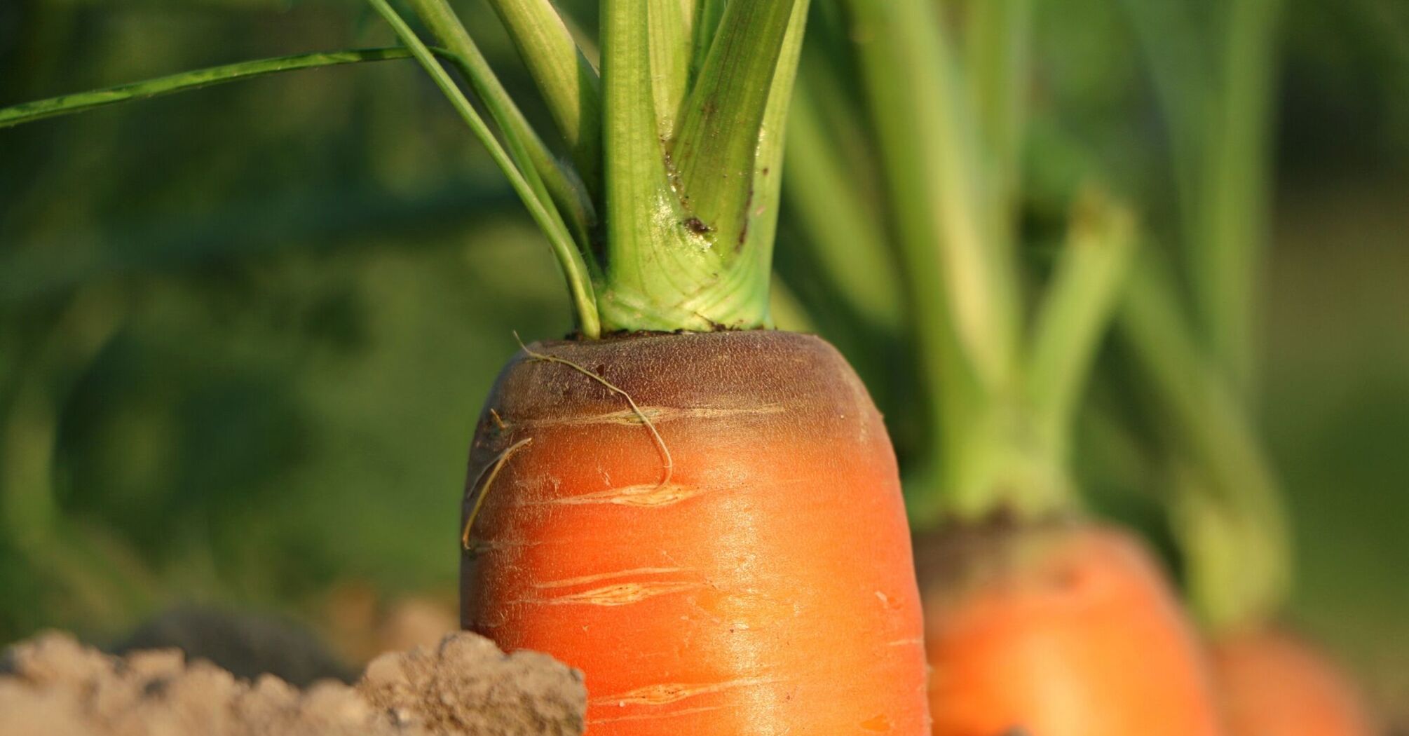 Уникальный способ посева моркови