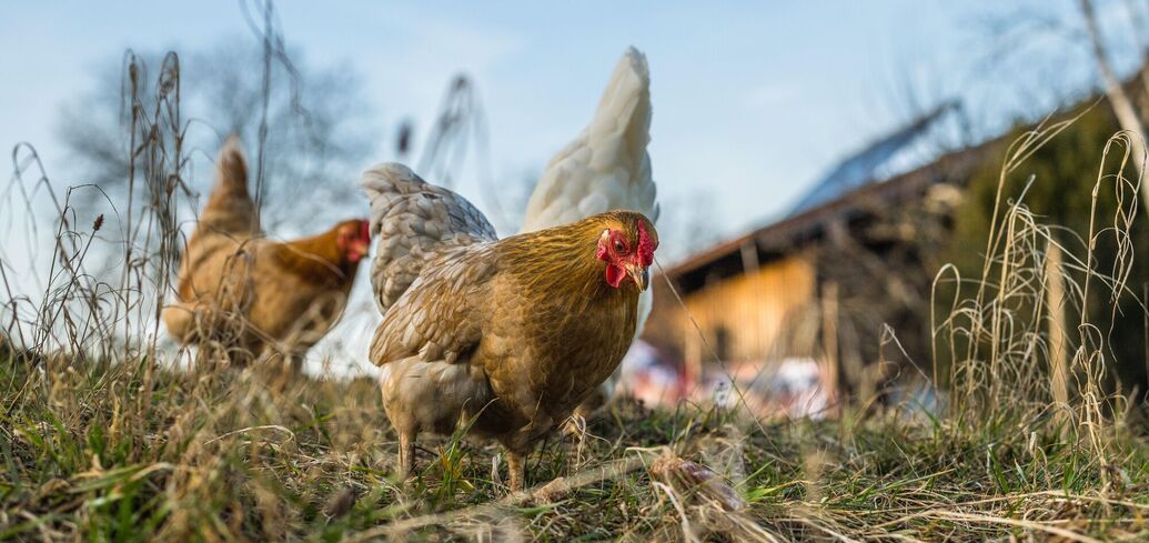 Забезпечте сприятливі умови для продуктивності курей 