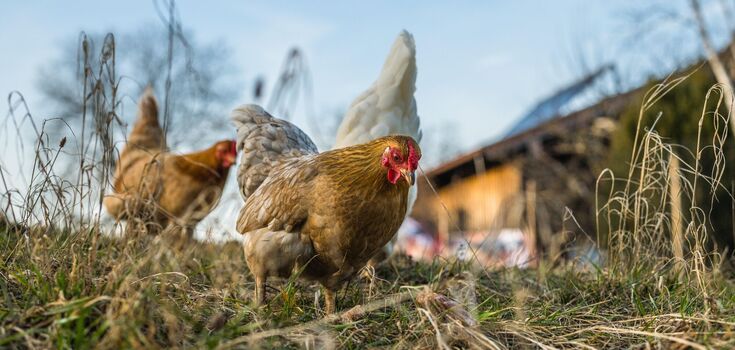 Забезпечте сприятливі умови для продуктивності курей