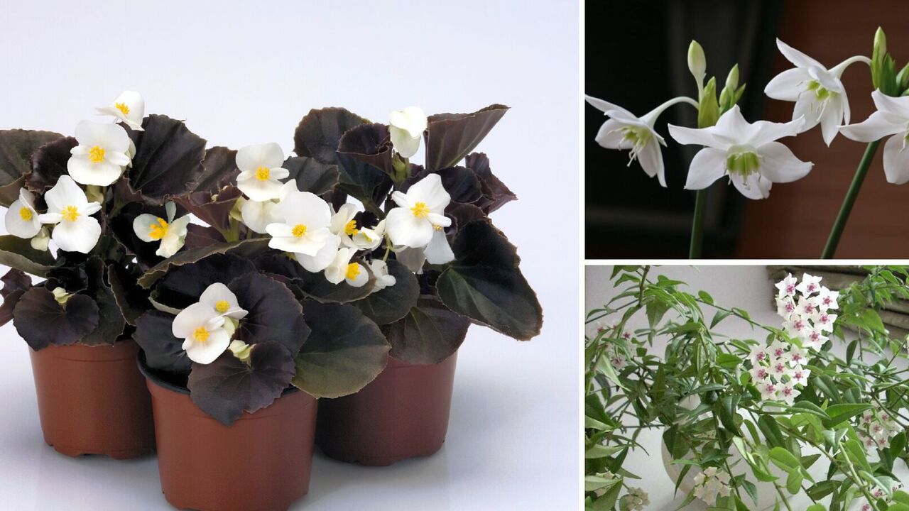These indoor flowers will fill you home with an incredible fragrance: they smell like luxury perfumes