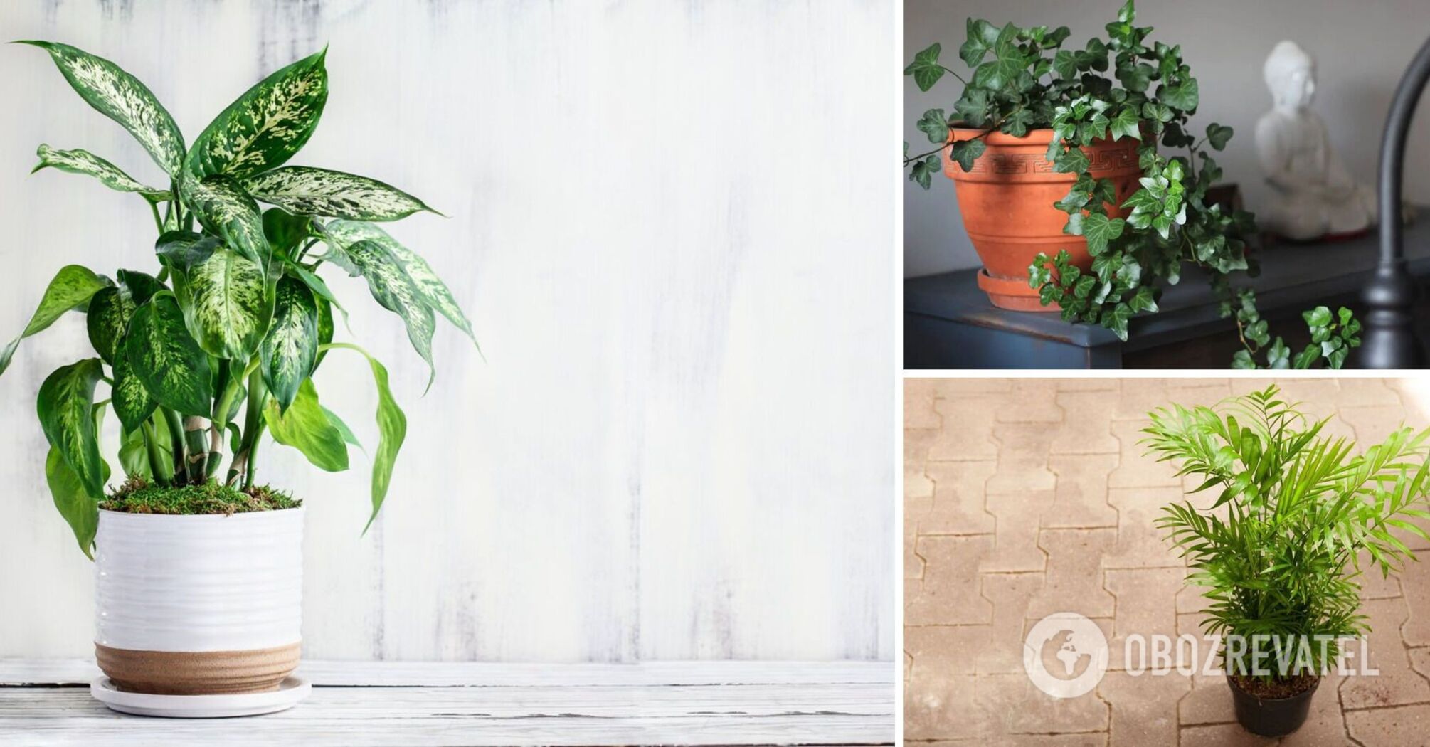 These plants will save your home from dust: cleaning will become much easier