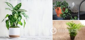 These plants will save your home from dust: cleaning will become much easier