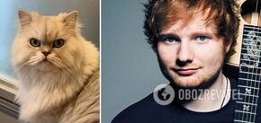 Ed Sheeran returned to the Cat Cafe after 10 years to impress the cats with a song, but failed again. Funny video