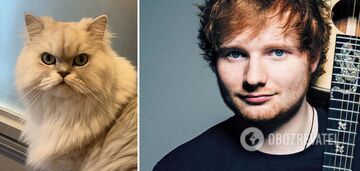 Ed Sheeran returned to the Cat Cafe after 10 years to impress the cats with a song, but failed again. Funny video