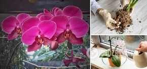 This popular remedy kills orchids: what not to use for 'saving' the flower