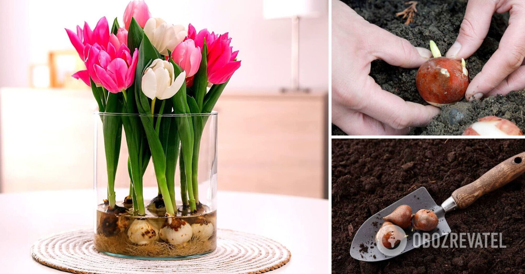When to plant tulip bulbs: the secret method for lush blooming