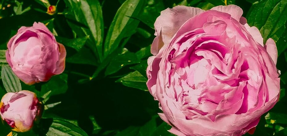 Секретні рецепти для підживлення квітів