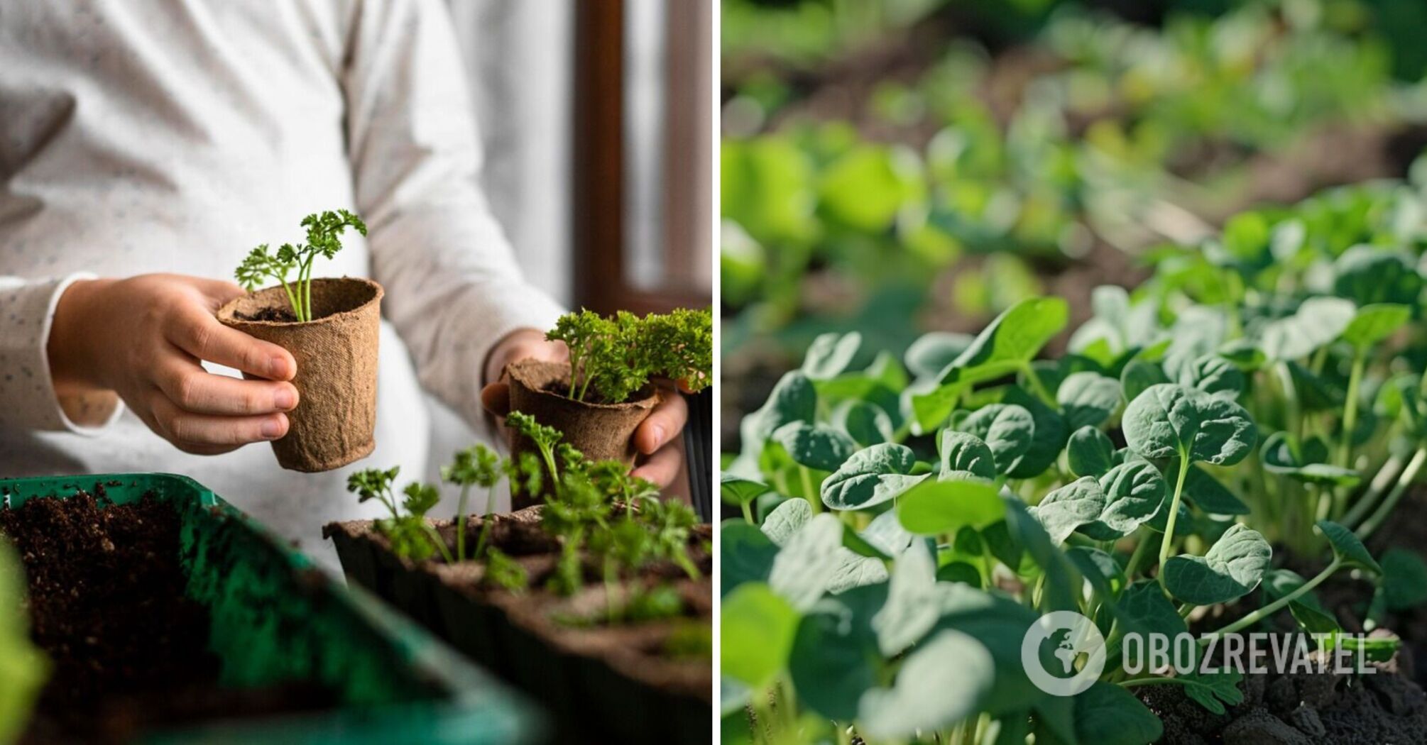 What to sow for seedlings now: the harvest will be early