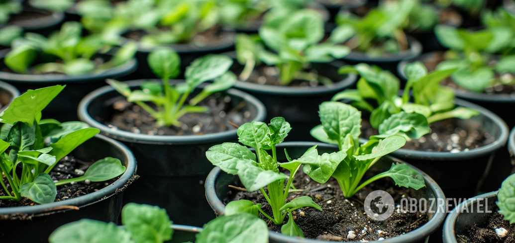 What should be the temperature for growing seedlings: indicators for different vegetables