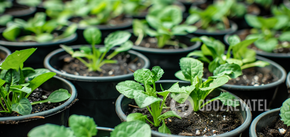What should be the temperature for growing seedlings: indicators for different vegetables