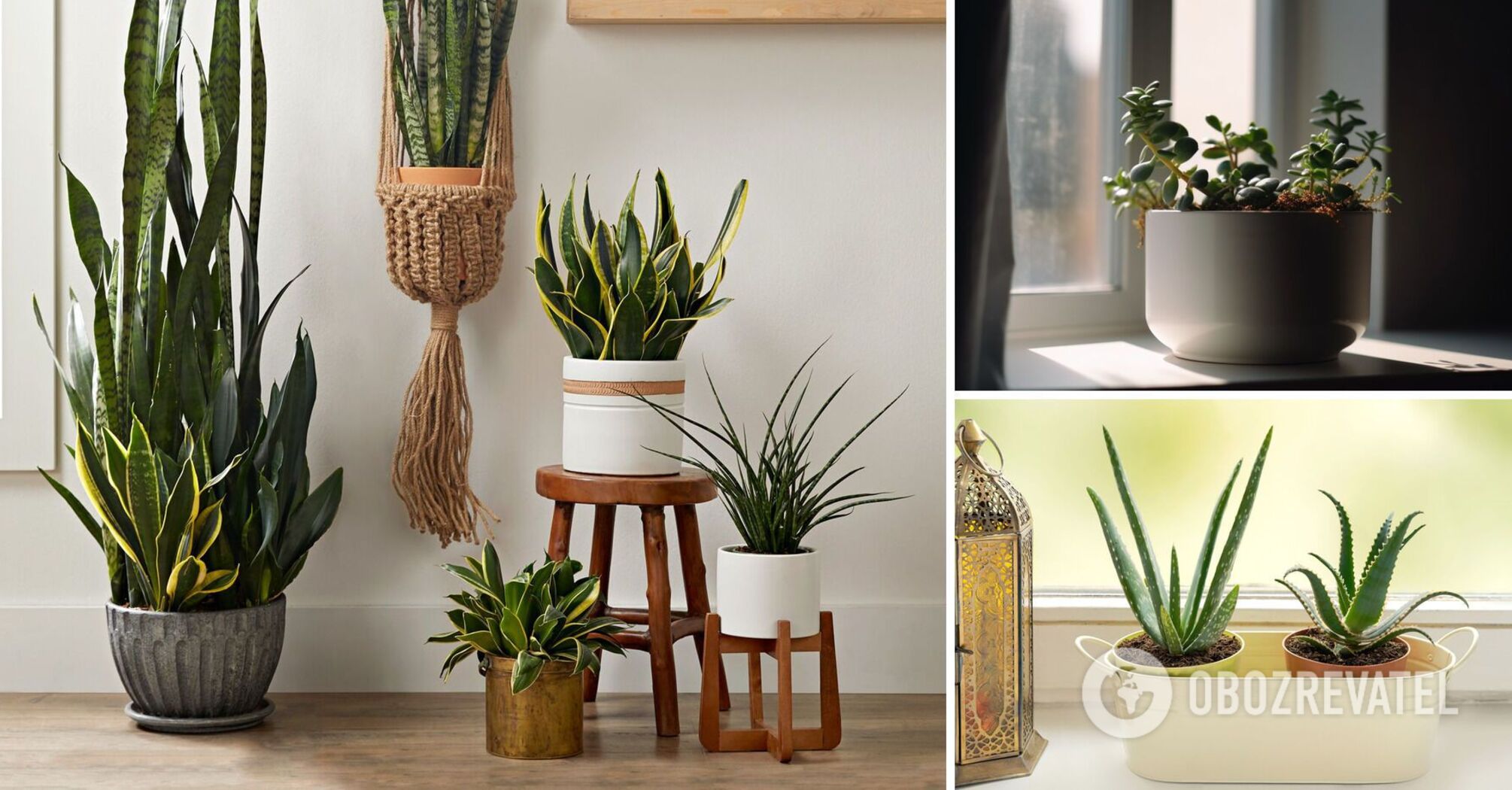 List of indoor plants that require almost no maintenance: options for ...