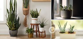 List of indoor plants that require almost no maintenance: options for the lazy ones