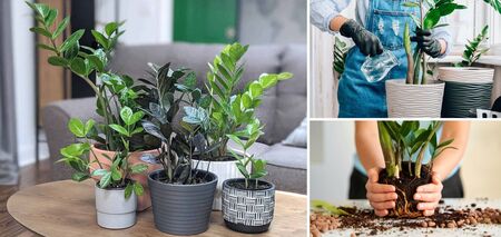 A simple fertilizer for zamioculcas will work wonders: how to prepare it