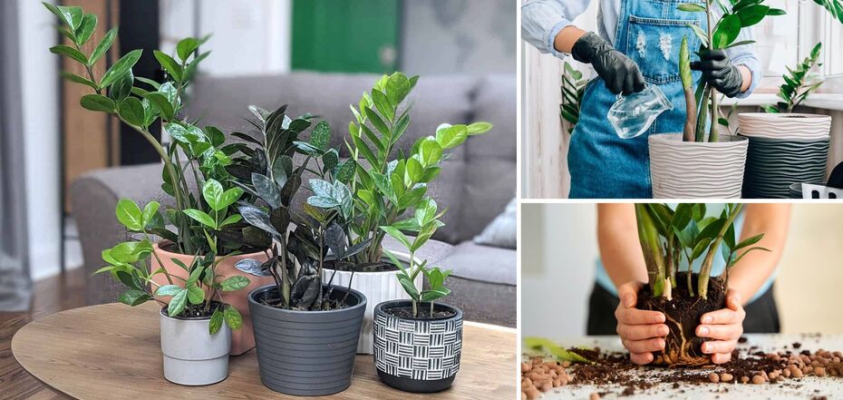 A simple fertilizer for zamioculcas will work wonders: how to prepare it