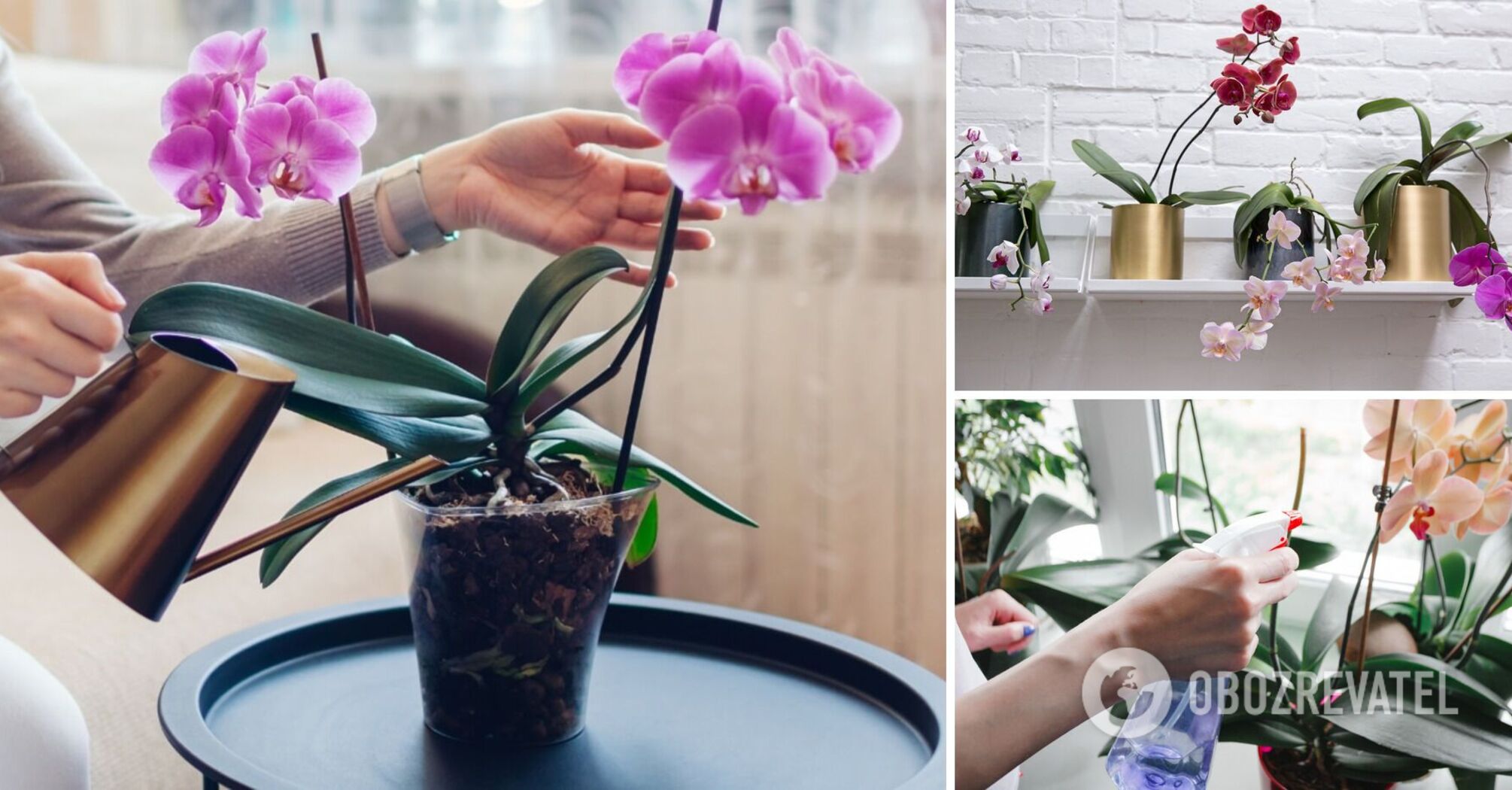 This fertilizer will bring your orchid back to life: you only need one ingredient