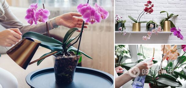 This fertilizer will bring your orchid back to life: you only need one ingredient