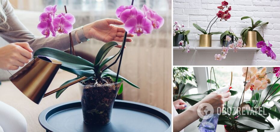 This fertilizer will bring your orchid back to life: you only need one ingredient