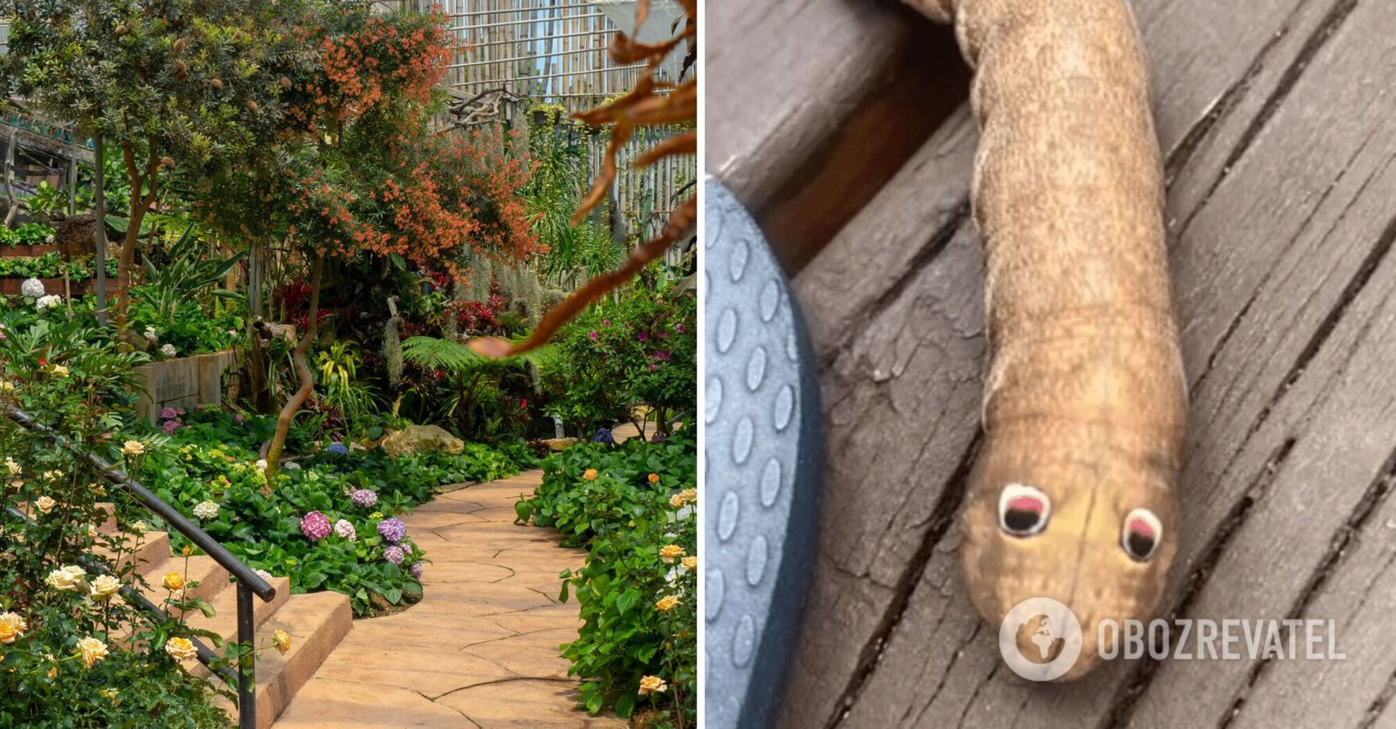 As if from some cartoon. Australian woman finds a strange creature with pink and black eyes in her yard: photo shocks everyone