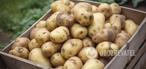 Where to store potatoes to prolong their shelf life