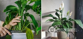 How and when to prune peace lily so that there are more flowers