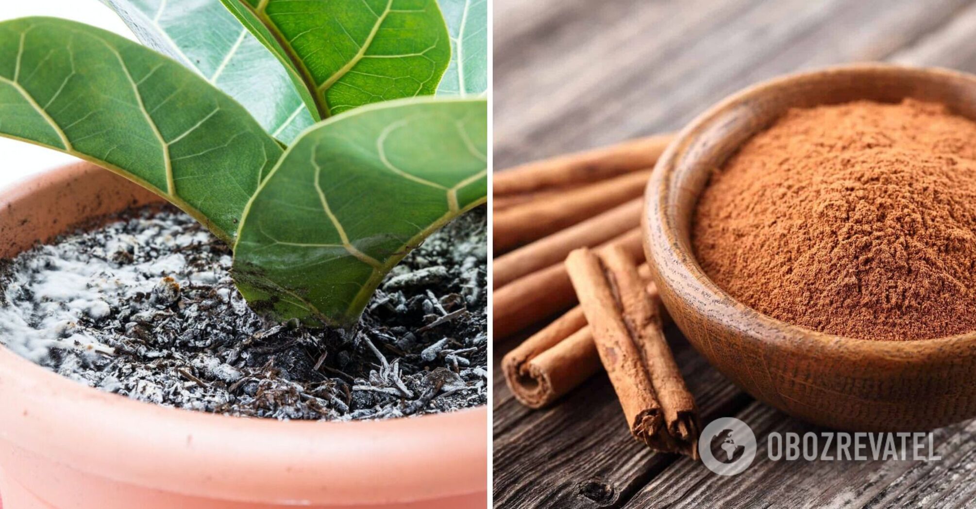 White mold on the soil of indoor plants will disappear forever: the most effective remedy is in your kitchen