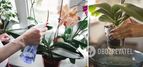How to water orchids so that they grow quickly and bloom constantly: simple tips