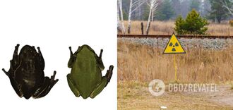 Frogs that mutated to protect themselves from radiation found in Chernobyl. Photo