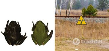 Frogs that mutated to protect themselves from radiation found in Chernobyl. Photo