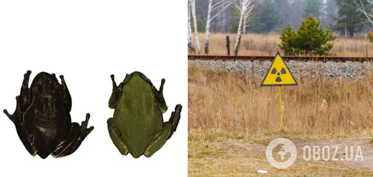 Frogs that mutated to protect themselves from radiation found in Chernobyl. Photo