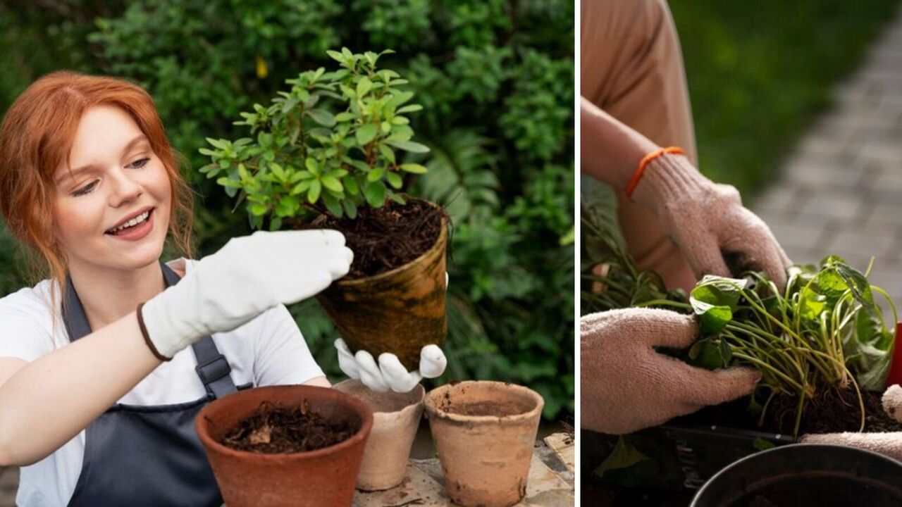 Sowing calendar for March: favorable days for planting seedlings