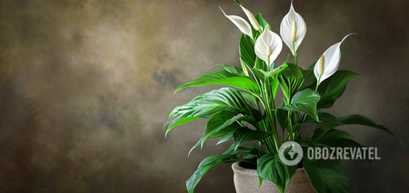 The ideal place for spathiphyllum in the apartment is named: signs that the flower receives little light