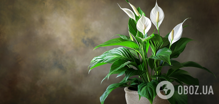 The ideal place for spathiphyllum in the apartment is named: signs that the flower receives little light