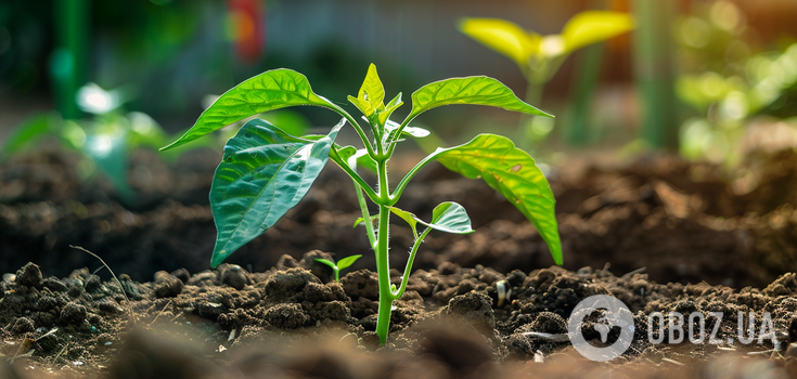 Peppers will surprise you with a harvest: when to sow for seedlings. Sowing calendar