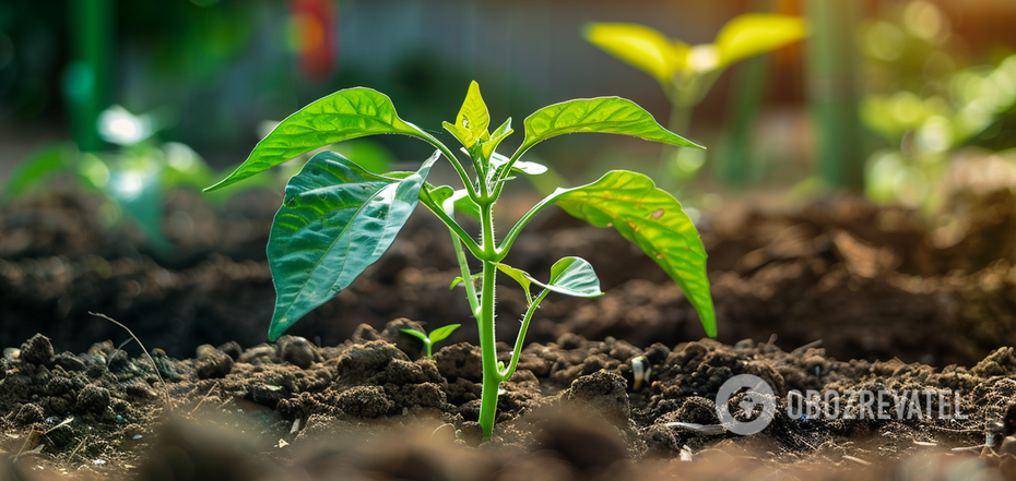 Peppers will surprise you with a harvest: when to sow for seedlings. Sowing calendar
