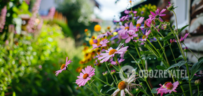 How to sow asters for seedlings: secrets that gardeners should know