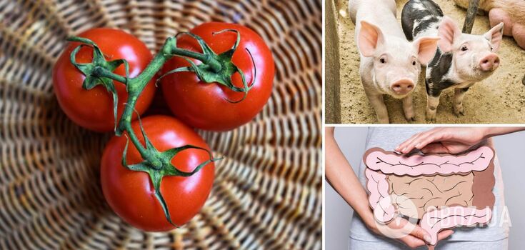 Scientists learned how a two-week tomato diet may affect the body