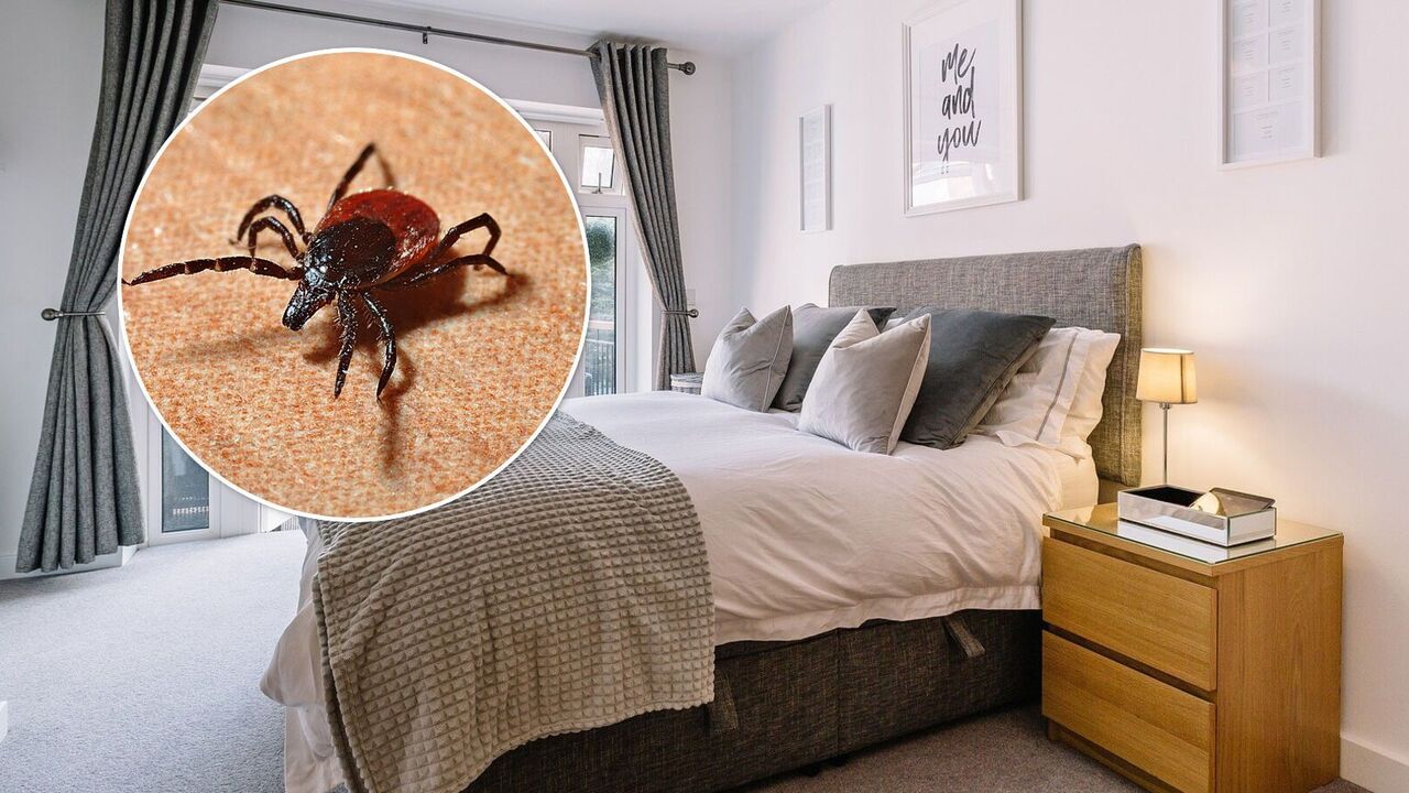 TikTok blogger explains why you shouldn't make your bed every day: the reason is backed by long-time research